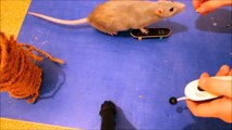 Ratten-trainieren! Schritt für Schritt erklärt! Trick: Skateboarden!