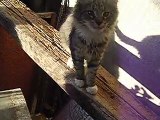 Chatons Norvégiens LOOF à réserver - Laos du Clos de Nemausa (Mai 2015)