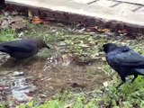 Female Great-tailed Grackle Bathes