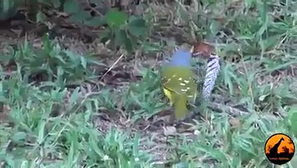 Bird and snake fighting terrible