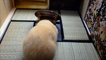 ハムスターの穴すっぽり10連発Vol.1(Hamster butt!vol.1)