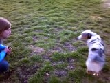 Private Dog Training |San Jose,Ca. 408-455-1503