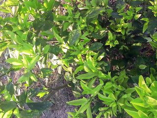 rondy umer langai . sad ghazal by abida parveen