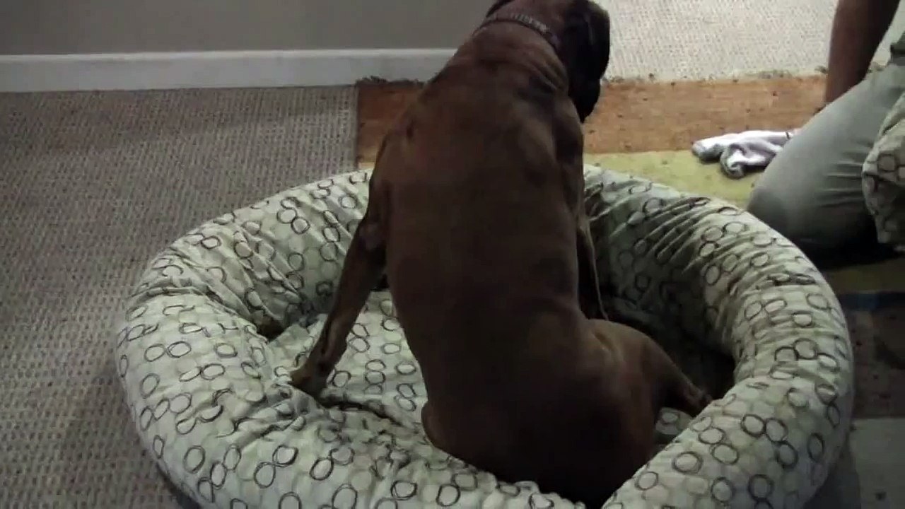Linus the Boxer loves a clean bed