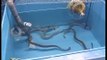 Allevare anguille in modo avanguardistico, un progetto dell'università di Cesenatico