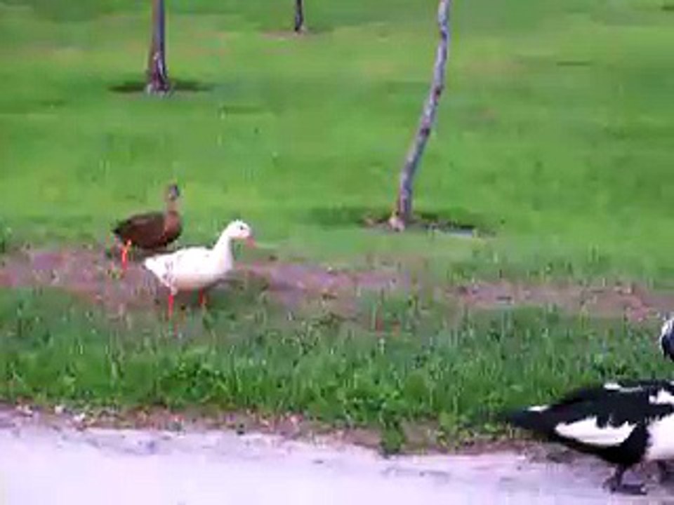 muscoveys in florida