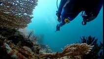 PROFUNDIDADES EN PELIGRO 2 de 4 - BBC - Planeta Azul La Vida En Los Oceanos 09 de 10.mov