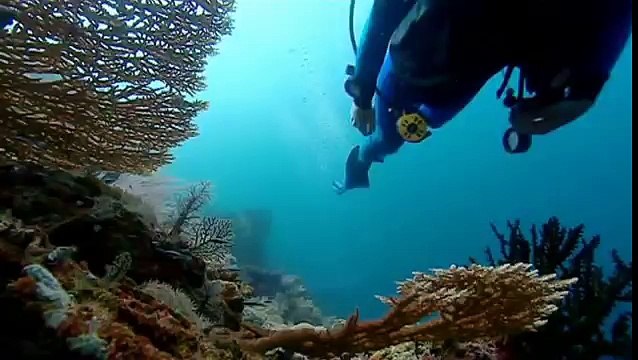 PROFUNDIDADES EN PELIGRO 2 de 4 - BBC - Planeta Azul La Vida En Los Oceanos 09 de 10.mov