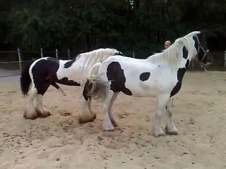 Dekking Lady door Celtic (stallion for Sale)