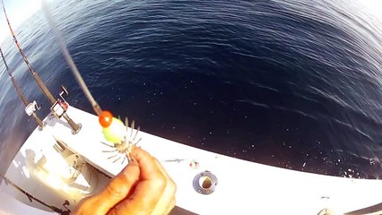 GoPro Hero 2: Bottom of the Ocean - Octopus on the Line - Raw Video