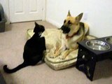 Crazy Cat Attacks Dog!