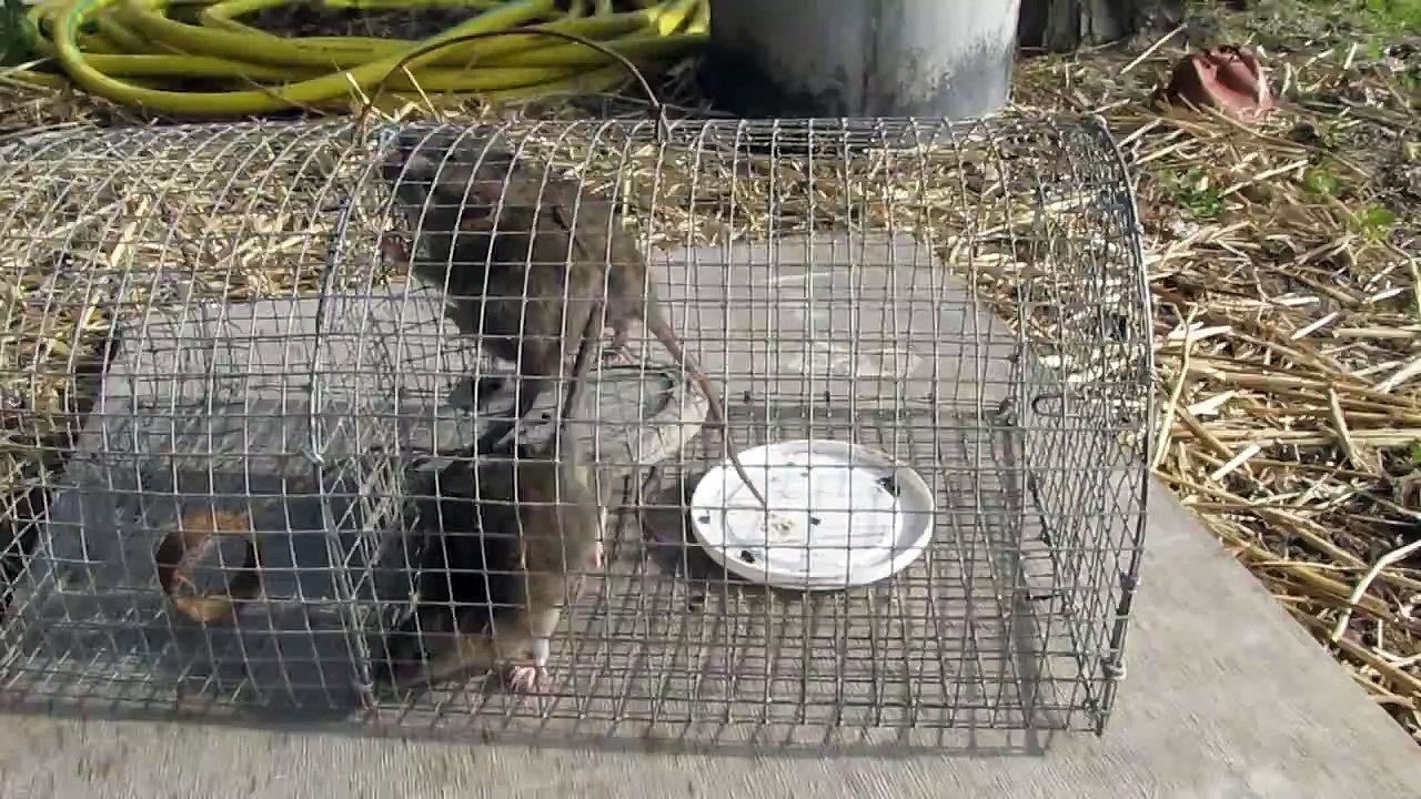 Piege à rats