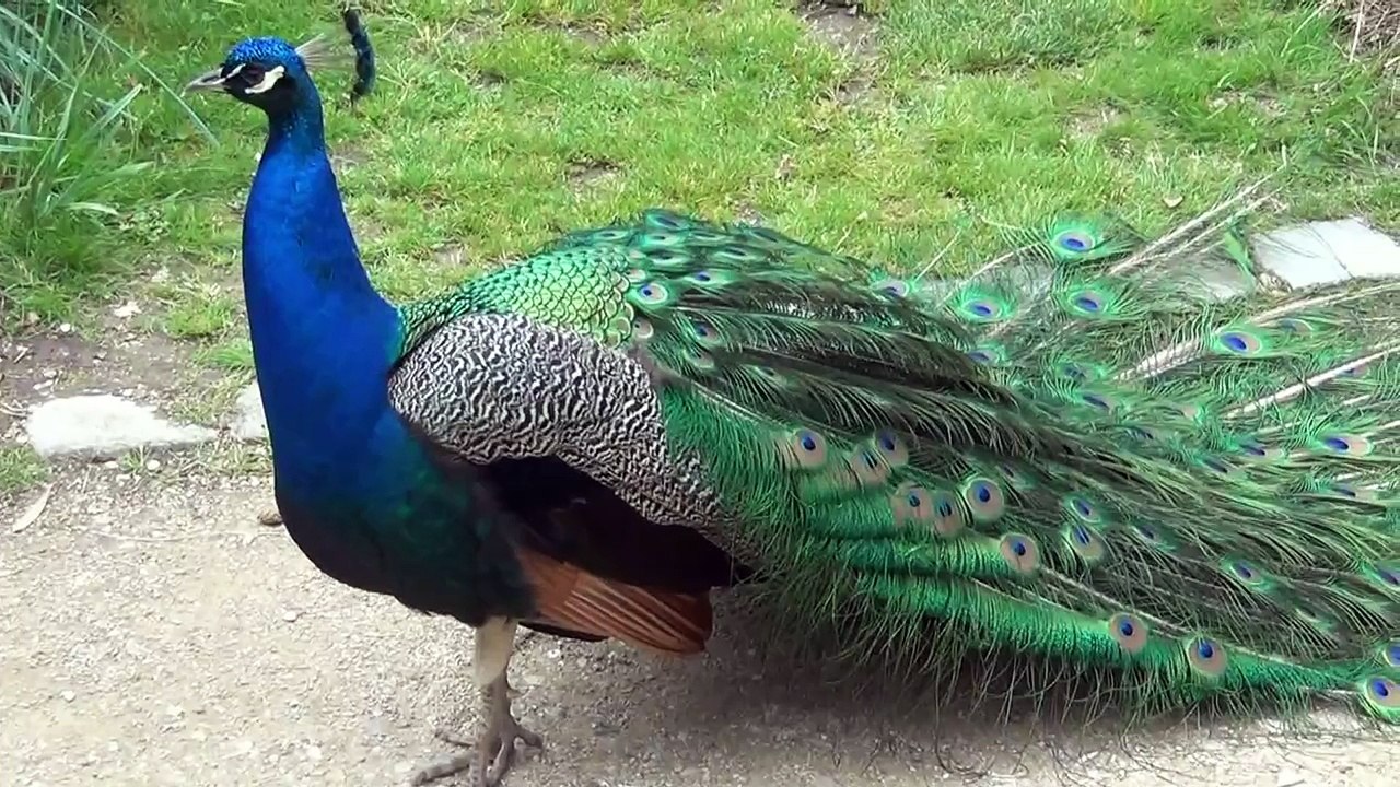 salon du timbre 2012 Parc floral de Paris