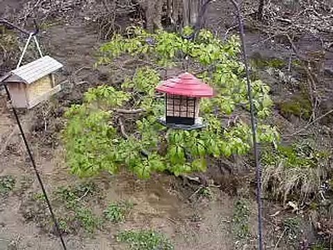 How to Trap Voles and Moles in Your Yard