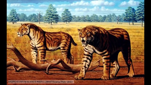 Saber Tooth Tiger (Machairodontinae) - Prehistoric Big Cats.