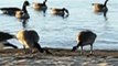 Wild Geese Goose Animals In South Lake Tahoe Gold Golden Sunset Beach Northern California Travel