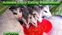 Animals Enjoy Eating Watermelons - Compilation