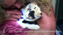 Cat attacked by dog and rushed into surgery - Tails of Survival