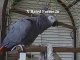 THE African Grey! Ruby, The swearing parrot. X Rated Parrot  26.