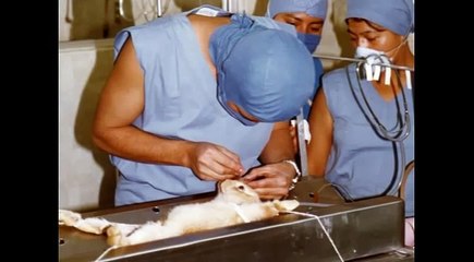 Animal Testing on Cosmetics Documentary
