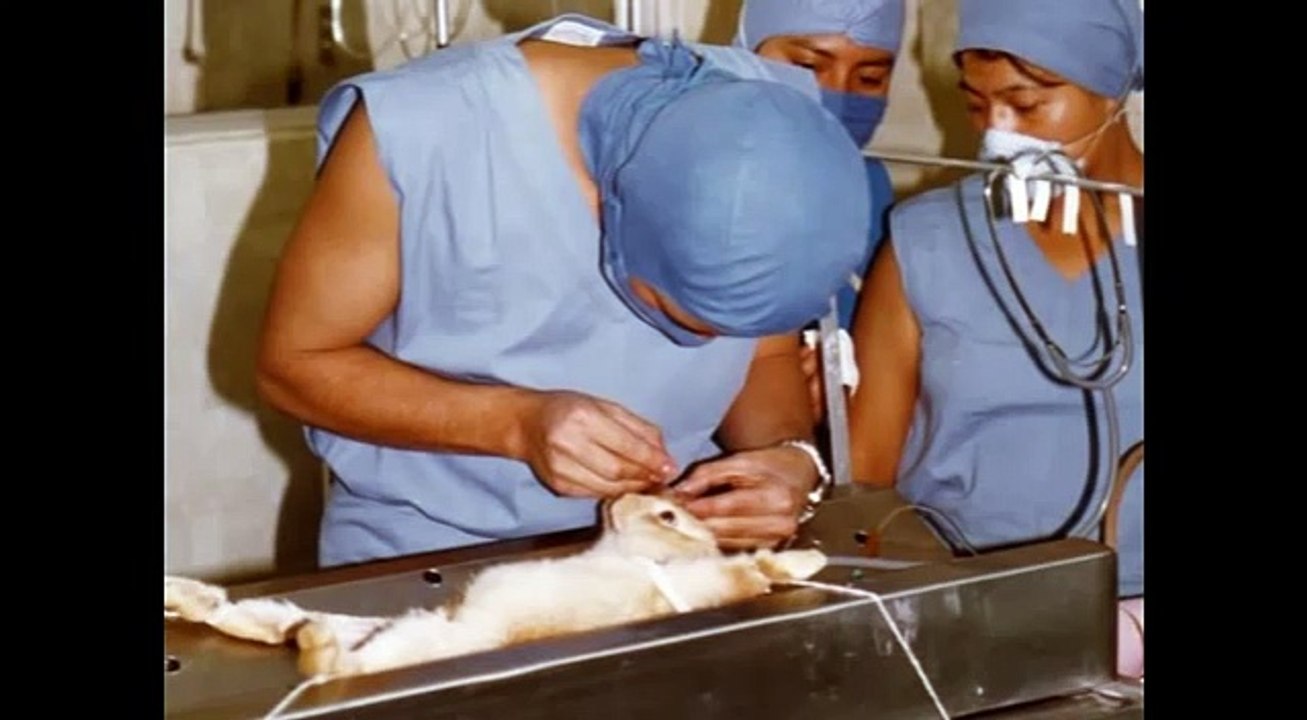 Animal Testing on Cosmetics Documentary