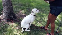 FEMALE PITBULL BOXER GETS NAILS CLIPPED AND BATH