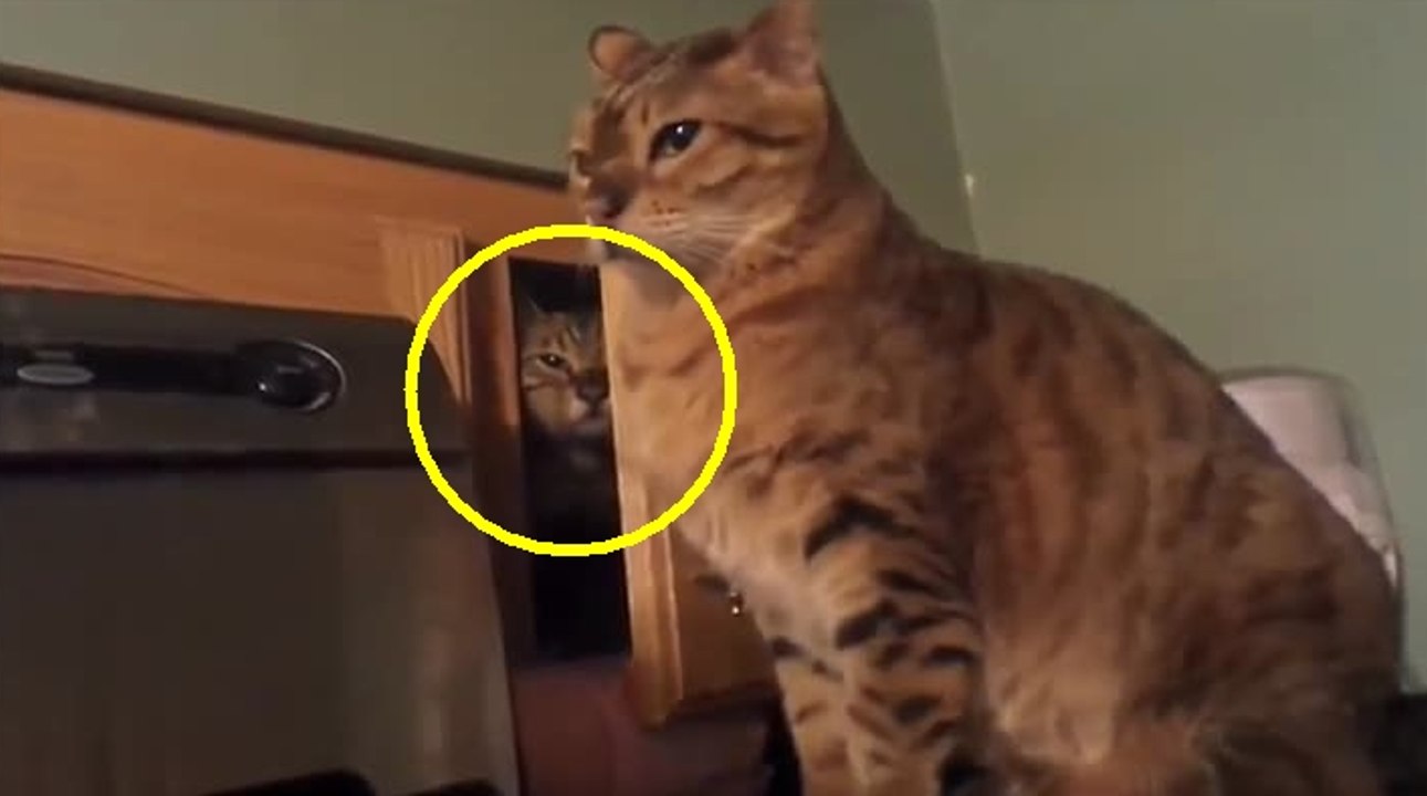 L'attaque du chat Ninja
