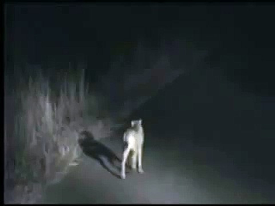 Kruger Sightings - Cheetah Sighting at Kruger National Park