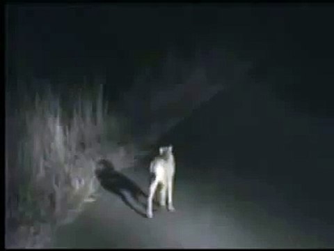 Kruger Sightings - Cheetah Sighting at Kruger National Park