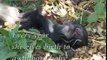 Footless Monkey Gives Birth To Stillborn Babies; Then Eventually, A Miracle!