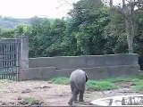 Elefante africano, bebe. Zoológico Matecaña de Pereira