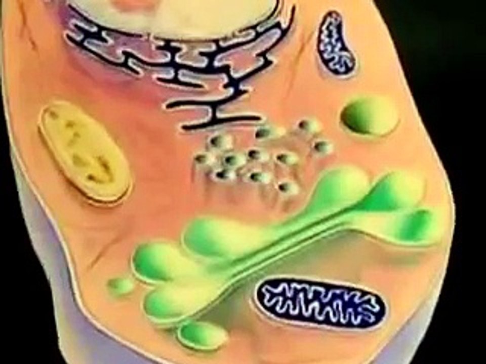 Cell Organelles And Their Function Animation Both 3d And Microscopic Views Video Dailymotion