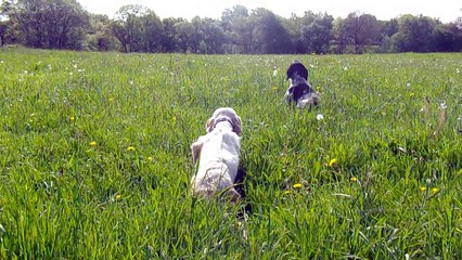GANDIE et HURKA à l'entrainement de la sagesse envole et feu