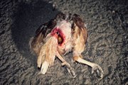 Miles de gallinas sufren maltrato en granjas alemanas