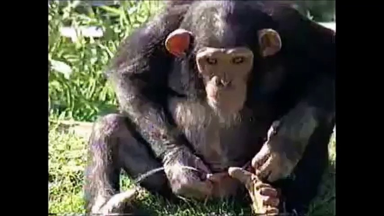 Incredible video