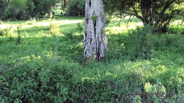 Un léopard grimpe dans un arbre avec un zèbre dans la gueule