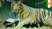 Jaws of death: tiger kills man who fell into New Delhi zoo enclosure -- caught on video!