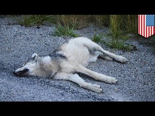 Wolf killer: Montana man kills wolves for sport with his wife’s minivan