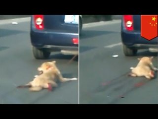 Dog dragged behind car in China sparks online manhunt for perpetrator