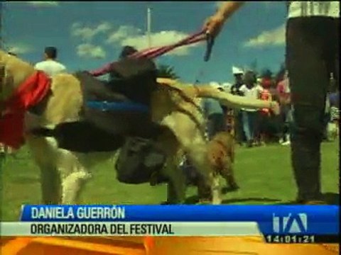 Festival de adopción de perros se realizó en La Carolina