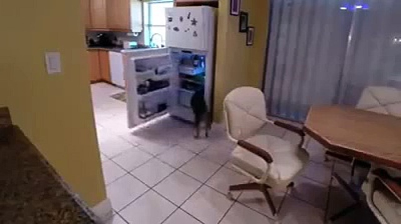 Ce chien a la technique insolite pour ouvrir le frigo !