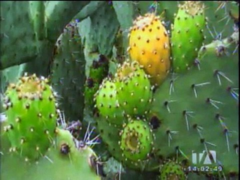 Producción de tuna y mermeladas promueve economía del cantón Cevallos