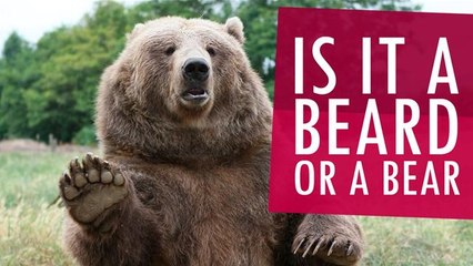 Can You Tell If This Is A Beard Or Bear?