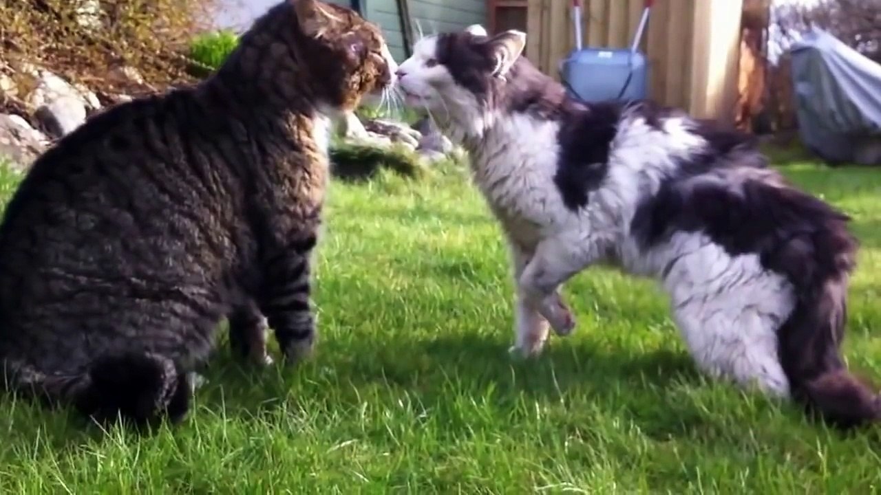 Unbelievable Cat Fight HD 1080P