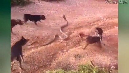 Dog bites surrounded a large cobra