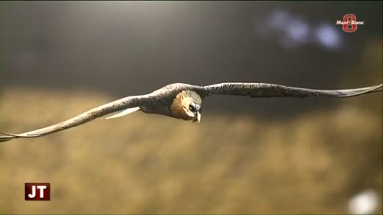 Portrait de Geoffrey Garcel, photographe animalier