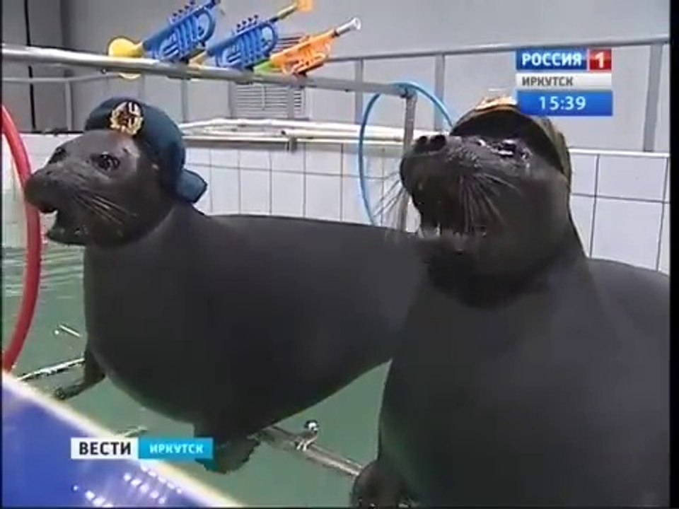 Les phoques soldats de l'armée russe