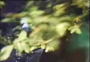 The Cramps - Garbage Man