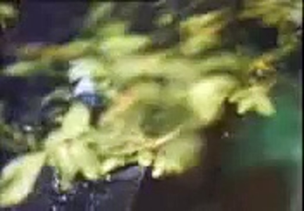The Cramps - Garbage Man