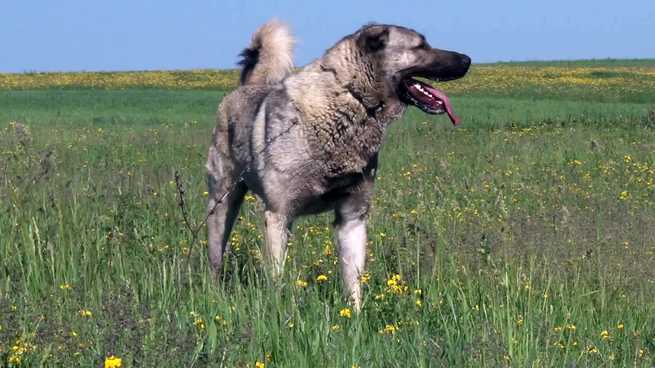 Kangal with spiked iron collars versus wolfs video Dailymotion